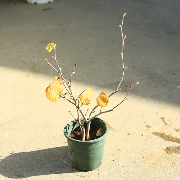 ���ڡ��������ں����ڡʤȤ��ߤ����˥ȥ��ߥ�����5��ݥåȡ�*����40���