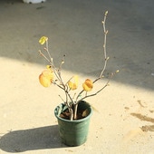 ���ڡ��������ں����ڡʤȤ��ߤ����˥ȥ��ߥ�����5��ݥåȡ�*����40���