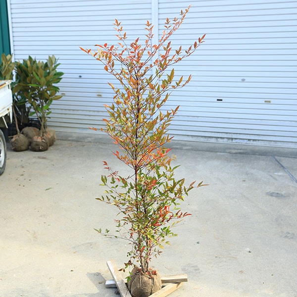 ���ڡ���ŷ�ʤʤ�Ƥ������ŷ�����������⡧130��������⡧150��������ʸ¤ꡪ*��ޥ���ȯ��