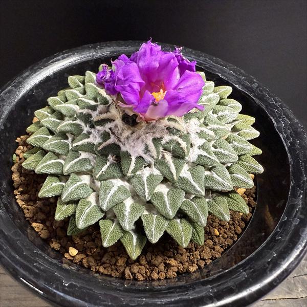 ���ò������ܥƥ󡧥��ꥪ����ץ������Ϲ���ð������*��9��������ʡ����ʸ¤�