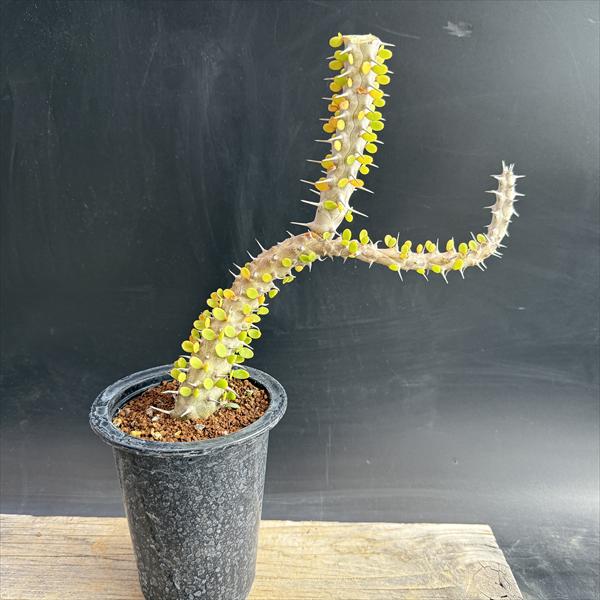 ���ò���¿����ʪ���������ǥ�������ε��*����21��������ʡ����ʸ¤�