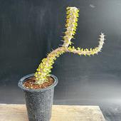 ���ò���¿����ʪ���������ǥ�������ε��*����21��������ʡ����ʸ¤�