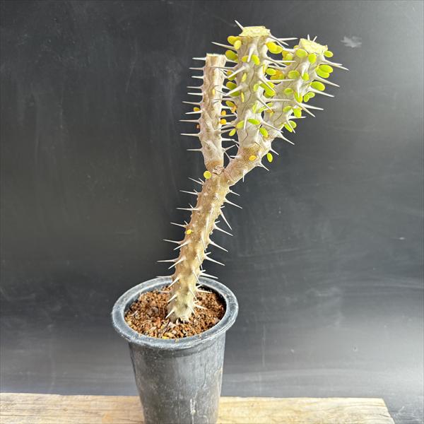 ���ò���¿����ʪ���������ǥ�������ε��*����10��������ʡ����ʸ¤�