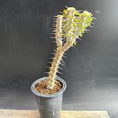 ���ò���¿����ʪ���������ǥ�������ε��*����10��������ʡ����ʸ¤�