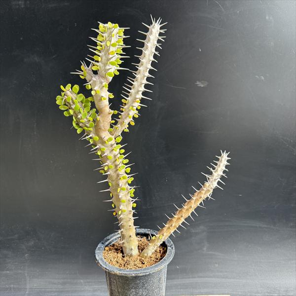 ���ò���¿����ʪ���������ǥ�������ε��*����23��������ʡ����ʸ¤�