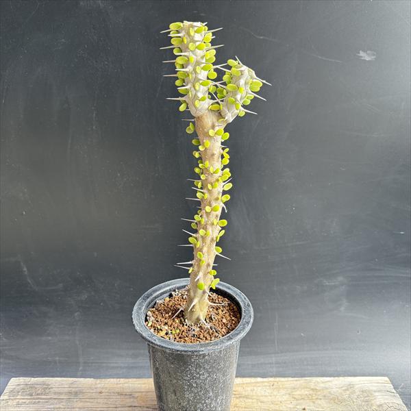 ���ò���¿����ʪ���������ǥ�������ε��*����8��������ʡ����ʸ¤�