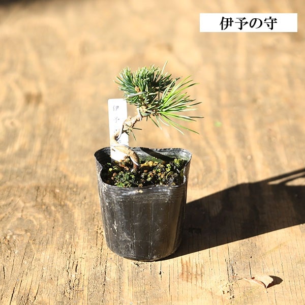 五葉松見本品『全長約㎝』引き取り限定。配達も可能。 五葉松『庭木用』綺麗な樹形。 引き取り限定。近畿地方のみ配達&植込みも