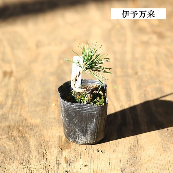 苗：五葉松 (曲・実生) D* 品種をお選びください ごようまつ | 盆栽
