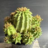 ���ò���¿����ʪ���桼�ե���ӥ� ������ʥ� ������*M����8���