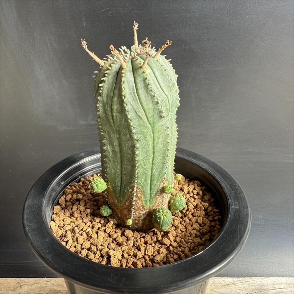 ¿����ʪ���桼�ե���ӥ������٥�hyb.*M ��4���