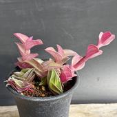 ¿����ʪ���ȥ�ǥ�����ƥ��� �Ť���*����7cm