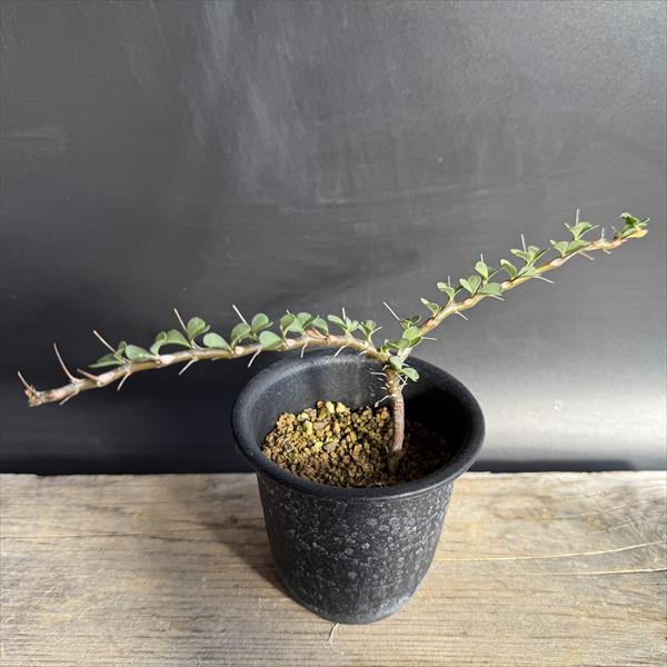 �����ǥå��������륳�������󡡥Х�ǥ�ƥ�����*��22��������ʡ����ʸ¤ꡡ���־�����