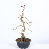 �ġ�ݵ���*�����󤶤��顡 �����󥶥���