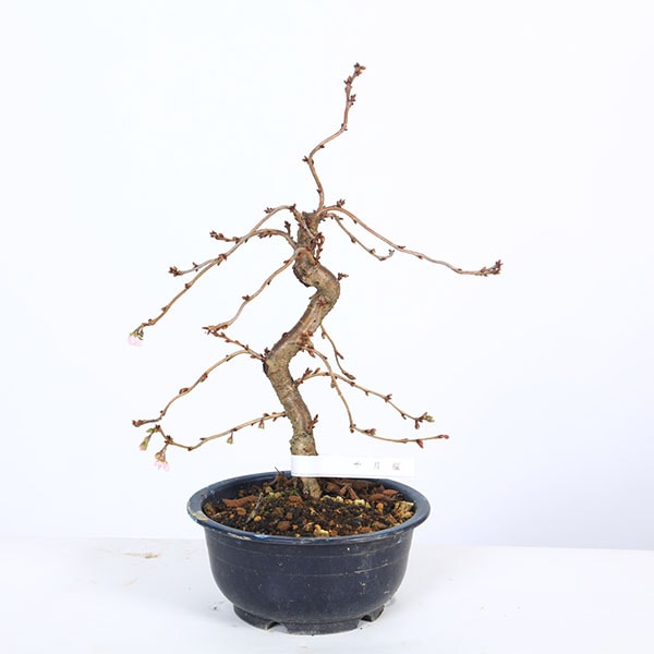 �ġ������ (��)* ���奦���ĥ�����