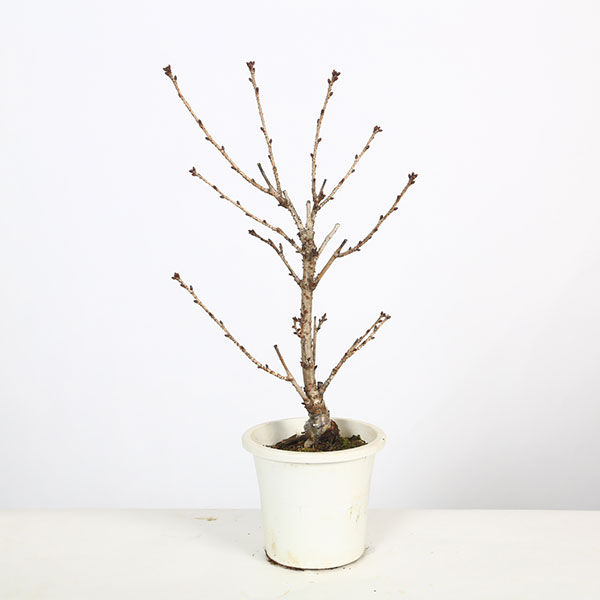 �ġ����¾�� * ���ƥ�Х�����