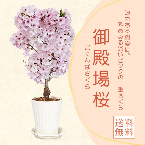 ����󡧸��¾��*(�������ץ饹�ƥ��å�ȭ)�������դ���2026ǯ�ճ���ͽ��˺�������sakuraȭ�����ߺ� �� ���ָ� bonsai