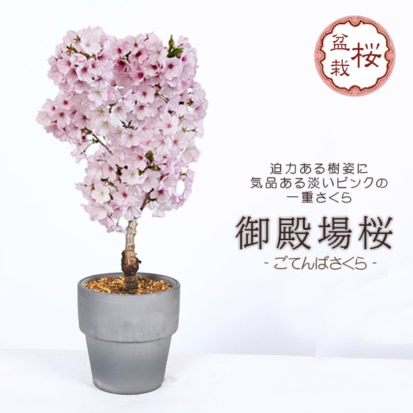 ���ߺϡ����¾��*(����������С�ƫ��ȭ)  ��2026ǯ�ճ���ͽ��˺�������sakuraȭ�����ߺ� �� ���ָ� bonsai