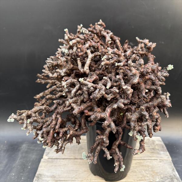 ���ò��������ǥå������ڥ�르�˥��ࡡ�ߥ�ӥ졡ȯ����*��40��������ʡ����ʸ¤�