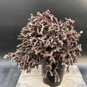 ���ò��������ǥå������ڥ�르�˥��ࡡ�ߥ�ӥ졡ȯ����*��40��������ʡ����ʸ¤�