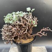 ���ò��������ǥå������ڥ�르�˥��ࡡ�ߥ�ӥ졡ȯ����*��40��������ʡ����ʸ¤�