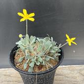 ���ò��������ǥå��������ȥ�ʡ������ꥪ���ǥ�*������5��������ʡ����ʸ¤�