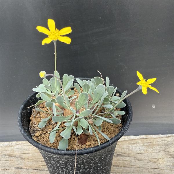 多肉植物 / コーデックス オトンナ カカリオイデス 3年(実生)大株，鉢