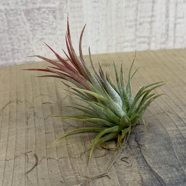 ���տ�ʪ���������ץ��ġ�����󥸥� �����ʥ� �٥�٥å�*�����ץ��ġ��ƥ���󥸥�