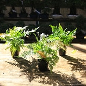 ���ڡ����ڡ����ڡ��٥˥����ʹ��ӻ��ˣ��ܥ��åȡ��������ɥ��С��ʤɤ˥����ȸ����Х��졪�����������ȯ��