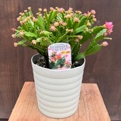 ������� ���տ�ʪ �ֿ����٤ޤ����ǥ�ޡ����������� ����ڥ��ȥ�*����ڤ��Ȥ� ��ʿ�� �ԥ� �ե����䡼