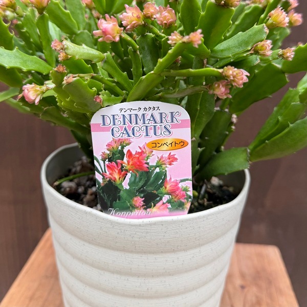 おしゃれ 観葉植物 花色選べます：デンマークカクタス コンペイトウ