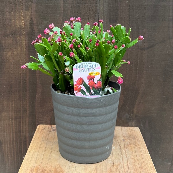おしゃれ 観葉植物 花色選べます：デンマークカクタス コンペイトウ