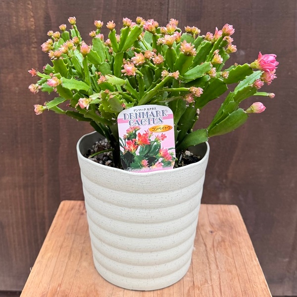 おしゃれ 観葉植物 花色選べます：デンマークカクタス コンペイトウ
