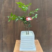 ������� ���տ�ʪ ���Ӥ��ڡ���ʥʥ���ȭ���� ������*�ʤ� ������