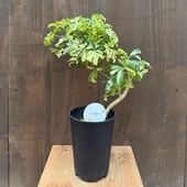 ���տ�ʪ�������ե�顡�����ˡ���*4�� �ץ�ݥå� ����եۥ󥳥�