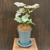 ���տ�ʪ�����󥴥˥塼�� �ߥ륯����ե��åƥ� ȭ���� ������* ���󥴥˥��� �����䥷����