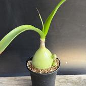 �庬��ʪ���������˥��󡡻һ�����Ǭ*L �庬��6���