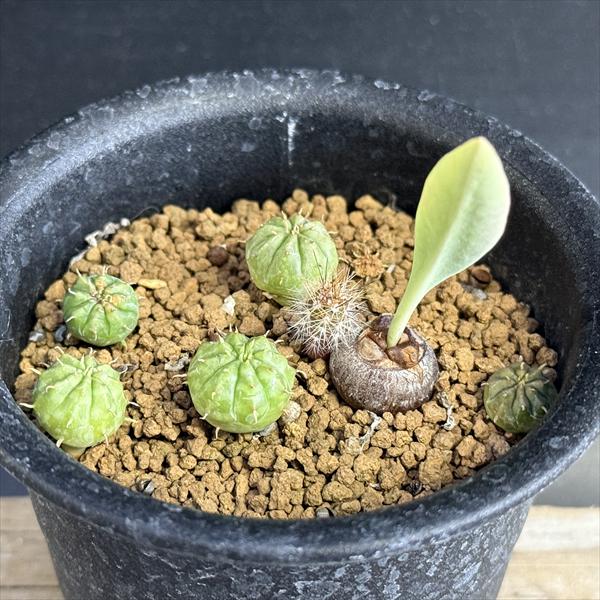 ☆特価☆多肉植物：ユーフォルビア 鉄甲丸とメロフォルミス 1鉢*幅