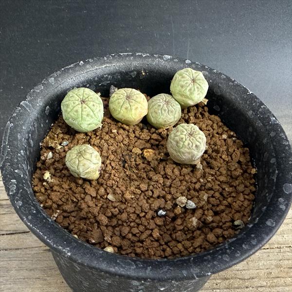 ☆特価☆多肉植物：ユーフォルビア オベサ 1鉢 6個入り*幅1cm前後