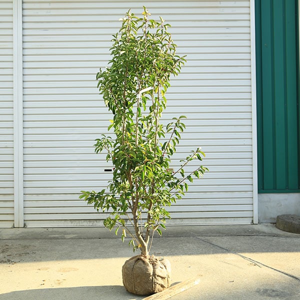 送料無料 特選庭木：ソヨゴ/そよご（単木）（雌株）現品商品 * 樹高