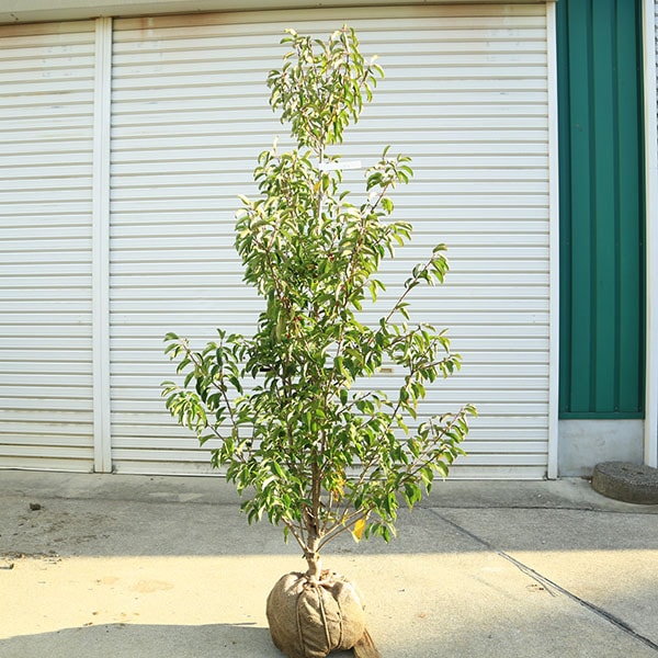 ����̵�����������ڡ����襴/���褴��ñ�ڡˡʻ���˸��ʾ��ʡ�*�����⡧��130��������⡧��150����������緿����ȯ��