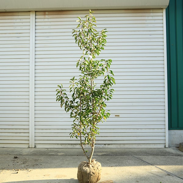 ����̵�����������ڡ����襴/���褴��ñ�ڡˡʻ���˸��ʾ��ʡ�*�����⡧��130��������⡧��150����������緿����ȯ��