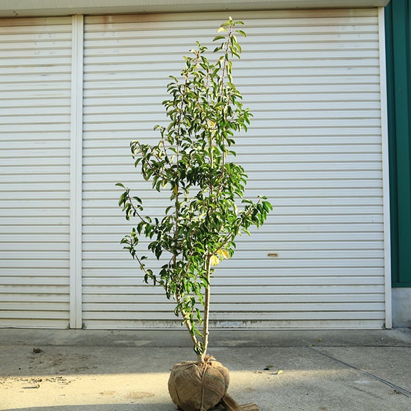 ����̵�����������ڡ����襴/���褴��ñ�ڡˡʻ���˸��ʾ��ʡ�*�����⡧��130��������⡧��150����������緿����ȯ��