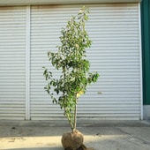 ����̵�����������ڡ����襴/���褴��ñ�ڡˡʻ���˸��ʾ��ʡ�*�����⡧��130��������⡧��150����������緿����ȯ��