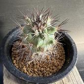 ���ܥƥ󡧥���Υ������� �����*��3.5cm�����ʡ����ʸ¤�