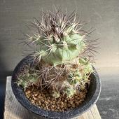 ���ܥƥ󡧥���Υ������� �����*��5cm�����ʡ����ʸ¤�