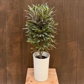 ������� ���տ�ʪ������쥢 �ӥ���*5�� �ץ�ݥå�