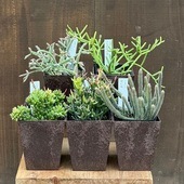 ���տ�ʪ�����٤� ��ץ��ꥹ*�����ݥå� �᥻��֥ꥢ��ƥ⥤�ǥ� �ϥƥ�����Х�֥����ǥ� �ۥ�� �إƥ������ �ե����ȥ��奬��