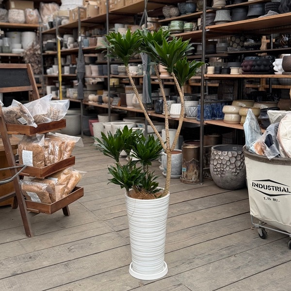 観葉植物：ドラセナ コンパクタ シュエット鉢植え 受皿付*大型ヤマト便