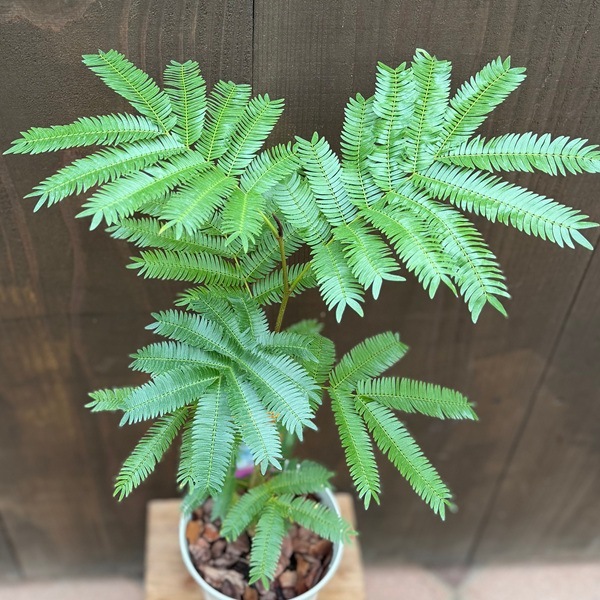 観葉植物：エバーフレッシュ*5号プラポット ネムノキ ねむの木 | 観葉