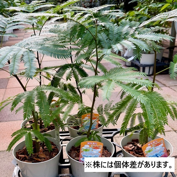 観葉植物：エバーフレッシュ*5号プラポット ネムノキ ねむの木 | 観葉